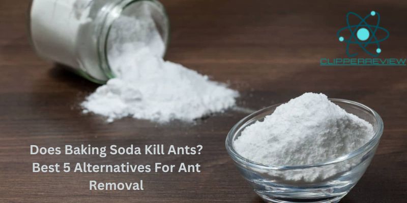 Does Baking Soda Kill Ants? Best 5 Alternatives For Ant Removal